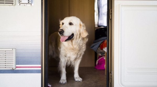 Tips for Caravanning with Dogs