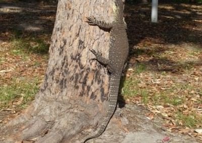 Top 9 things to do on Fraser Island with kids - Wildlife- Goanna
